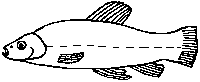 a fish