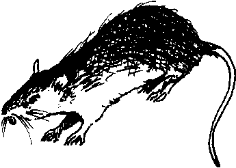 Rat